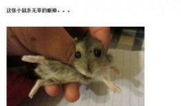最新老鼠爆料视频大全